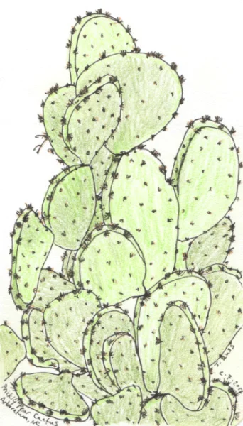Pen and colored pencil of a prickly pear cactus at the WNC Arboretum. February 2017 Asheville, NC. Copyright © 2017 Jennifer Russ, All Rights Reserved.