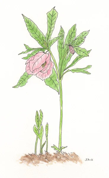Pen and watercolor. "Lenten rose" at the WNC Arboretum. February 2017 Asheville, NC. Copyright © 2017 Jennifer Russ, All Rights Reserved. 