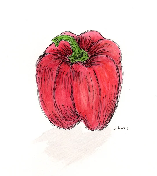 Pen and watercolor. "Red Pepper" March 2017. Prints available. Copyright 2017 Jennifer Russ, All Rights Reserved. 