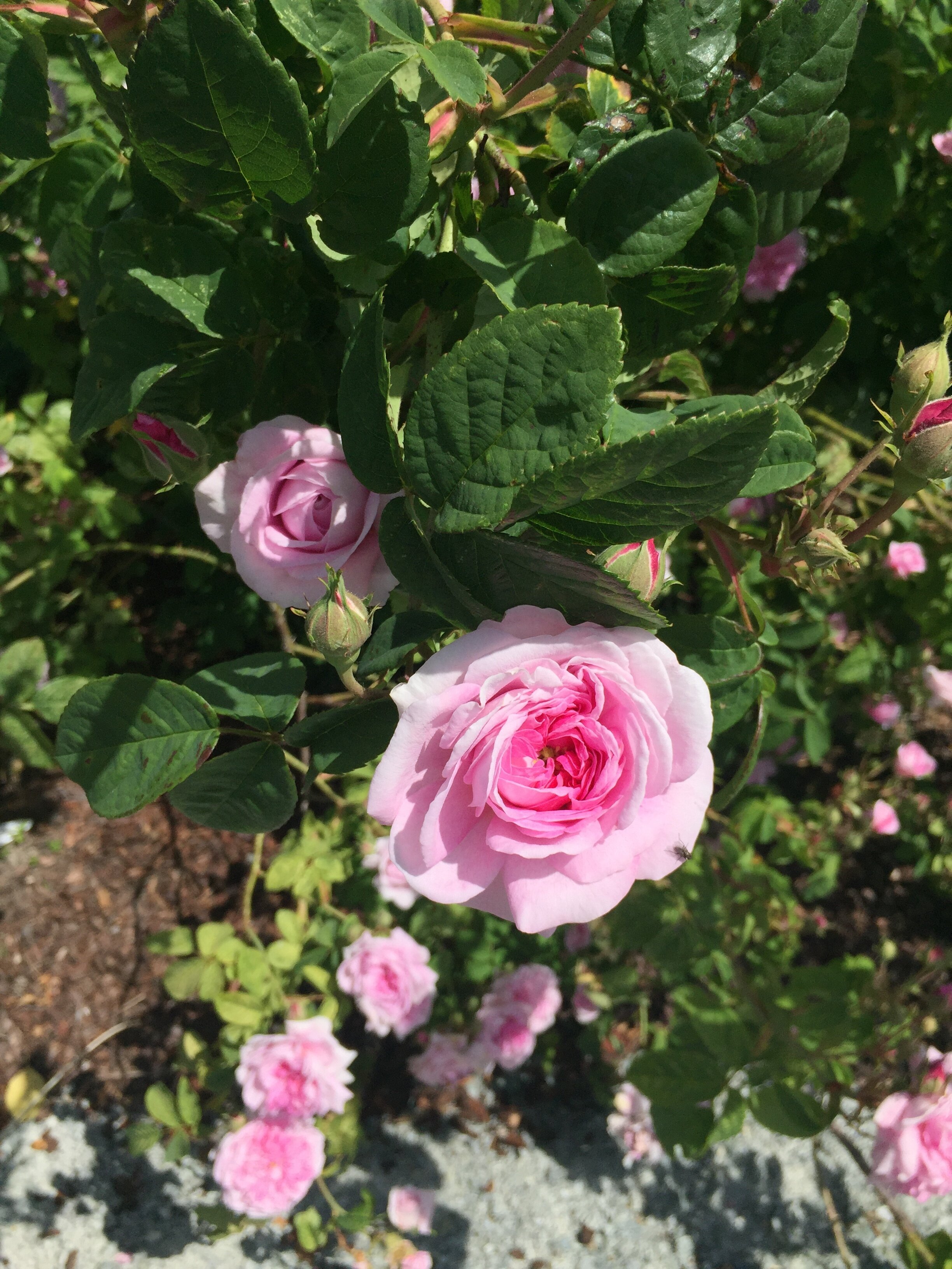 EVERYTHING WORKS TOGETHER FOR GOOD