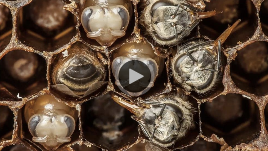 Bee Timelapse