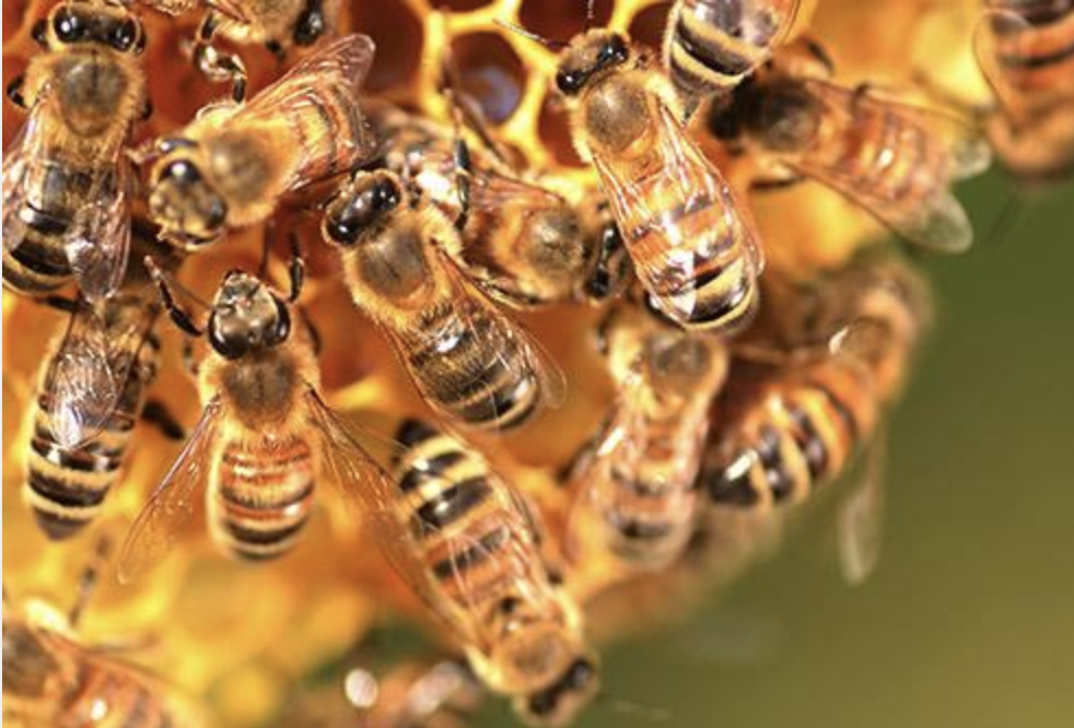 Screen Shot 2018-08-27 at 7.16.24 PM.png