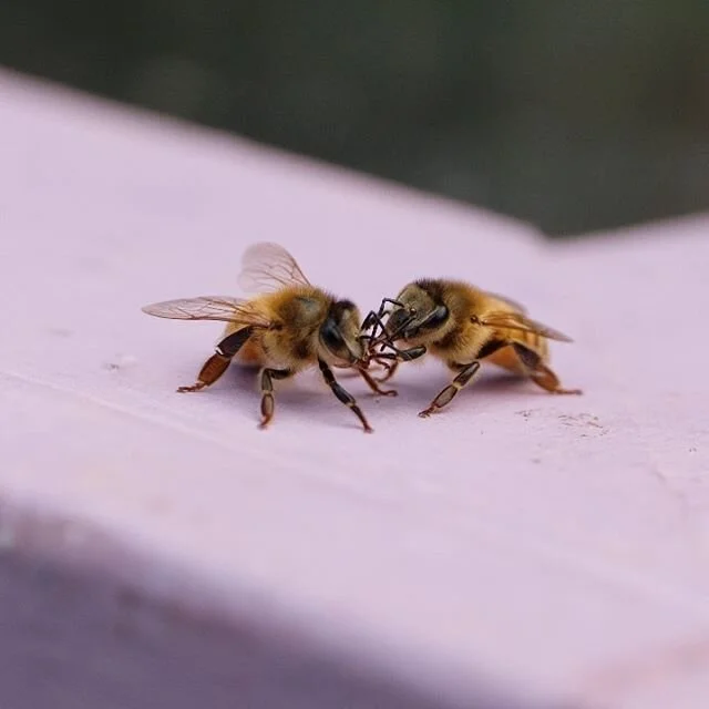 Happy Valentine's Day! #honeybee #beekeeping #beehive #pollinator #love #kiss #valentines #newhaven #eastrock