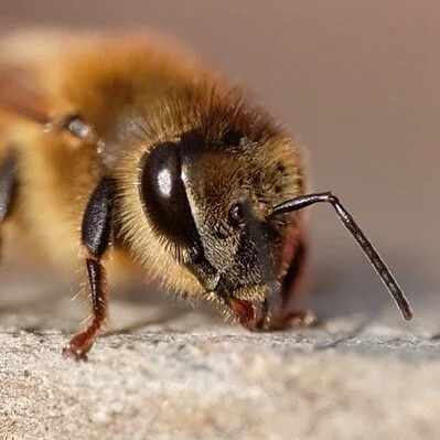 Wish I could #bee outside! Hope everyone is washing hands and staying safe! #honeybee #beekeeping #beekeeper #apiary #newhaven #eastrock