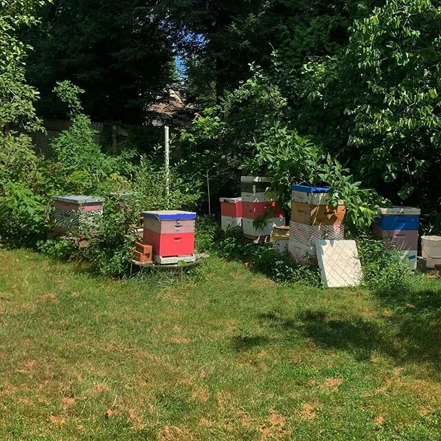 Stuck inside... Here's a picture of the backyard from last summer. Hope everyone is staying safe! #apiary #beekeeping #beehive #honeybee #savethebees #newhaven #eastrock