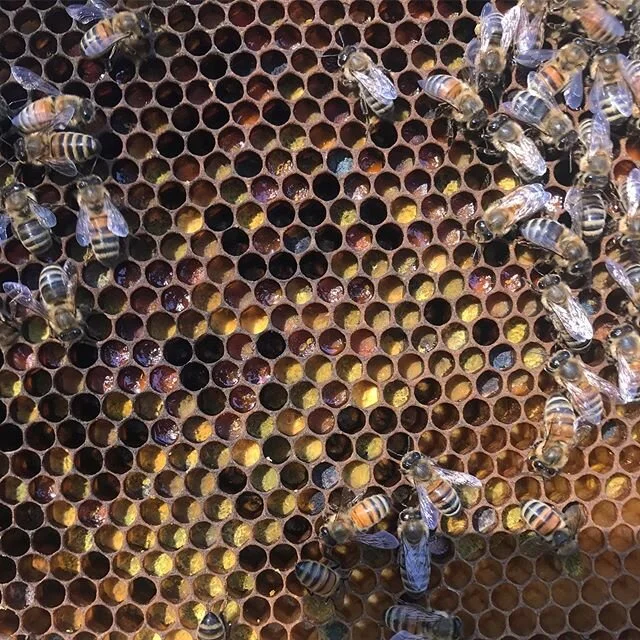 Check it out! The blue pollen from Scilla siberica is visible in a few cells. The pollen gets stored as bee bread, and ferments, like Kombucha or sauerkraut before it is used to nourish larval bees. #beekeeping #beehive #beekeeper #apiary #savethebee