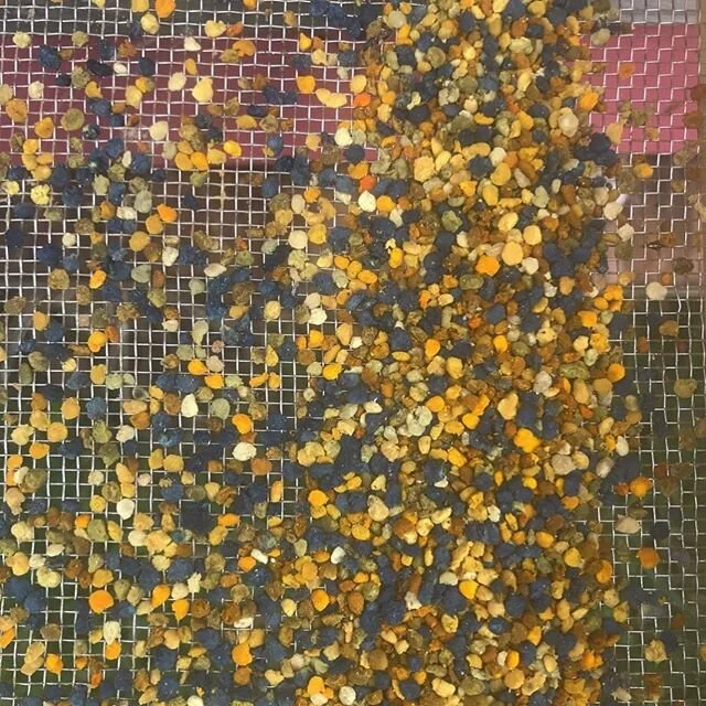 Looks like the pollen trap is working! By having foraging bees crawl through small openings when re-entering the hive, pollen is gently scraped from the bees' legs and collected below. I love the blue and gold! @gochoate #beekeeping #beekeeper #beehi