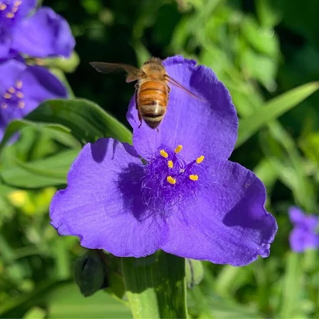 A bee and a flower #honeybee #pollinator #beekeeping #savethebees #spiderwort #newhaven #eastrock #06511