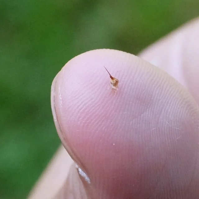Ever seen a bee's stinger up close?  It's  important to remove stingers quickly because they'll keep pumping venom even after being detached from the bee's body. I pulled this one out of my face last summer. Ouch. #honeybee #beekeeping #beesting #sav