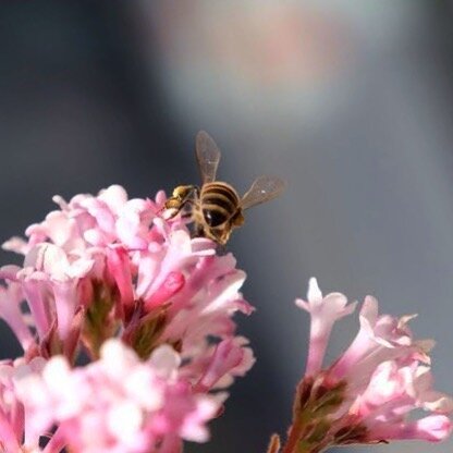 Can you bee-lieve it's supposed to snow this weekend?! #beekeeping #honeybee #pollinator #savethebees #newhaven #eastrock #viburnum