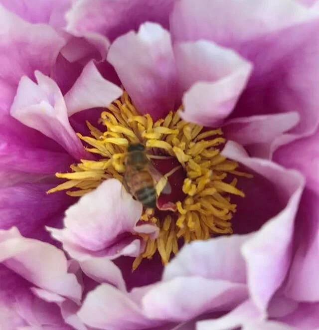 Pollen jackpot! #honeybee #treepeony #pollinator #savethebees #eastrock #newhaven
