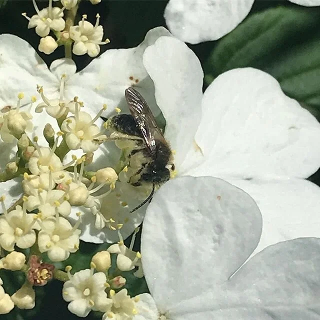 A native bee on the viburnum in the back yard #beekeeping #nativebee #pollinator #savethebees #eastrock #newhaven