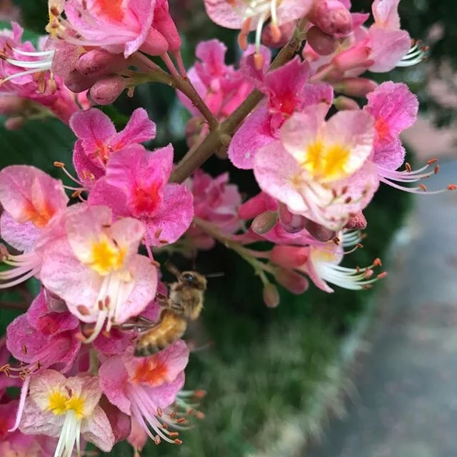 A honeybee on an ornamental horse chestnut blossom. Their tongues aren&rsquo;t long enough to sip nectar directly from the blossom, so they go behind the flower to try to get to the good stuff! #honeybee #pollinator #horsechestnut #beekeeping #eastro