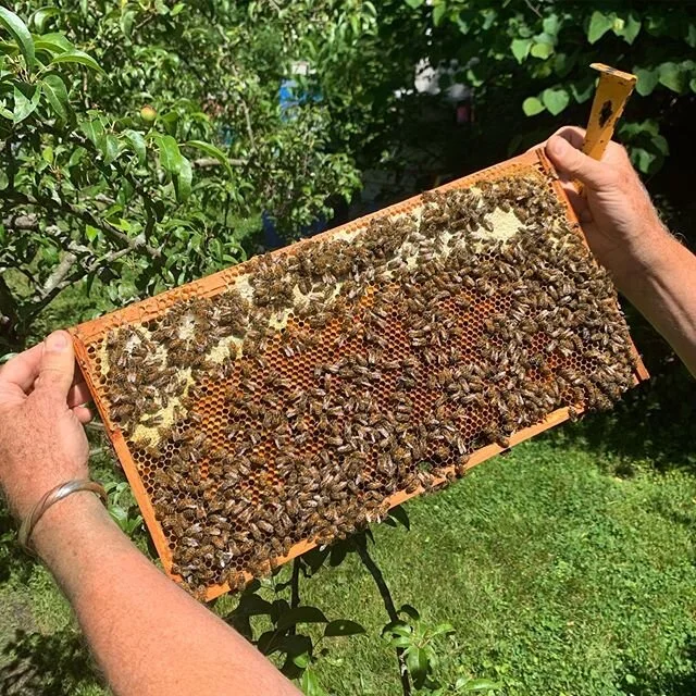 "Plugged with pollen" #honeybee #pollinator #beekeeping #beehive #pollen  #newhaven #eastrock
