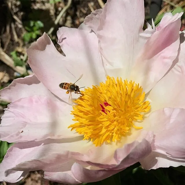 It's a tree-peony-bee! #honeybee #pollinator #treepeony #beekeeping #newhaven #eastrock