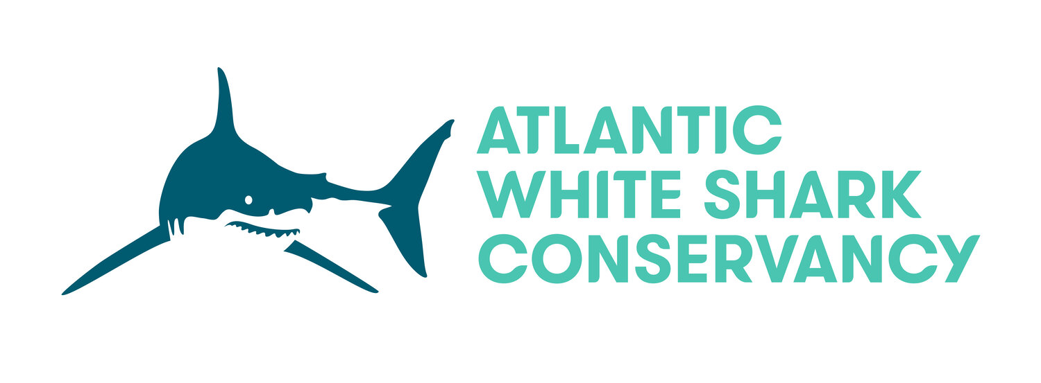 Atlantic White Shark Conservancy