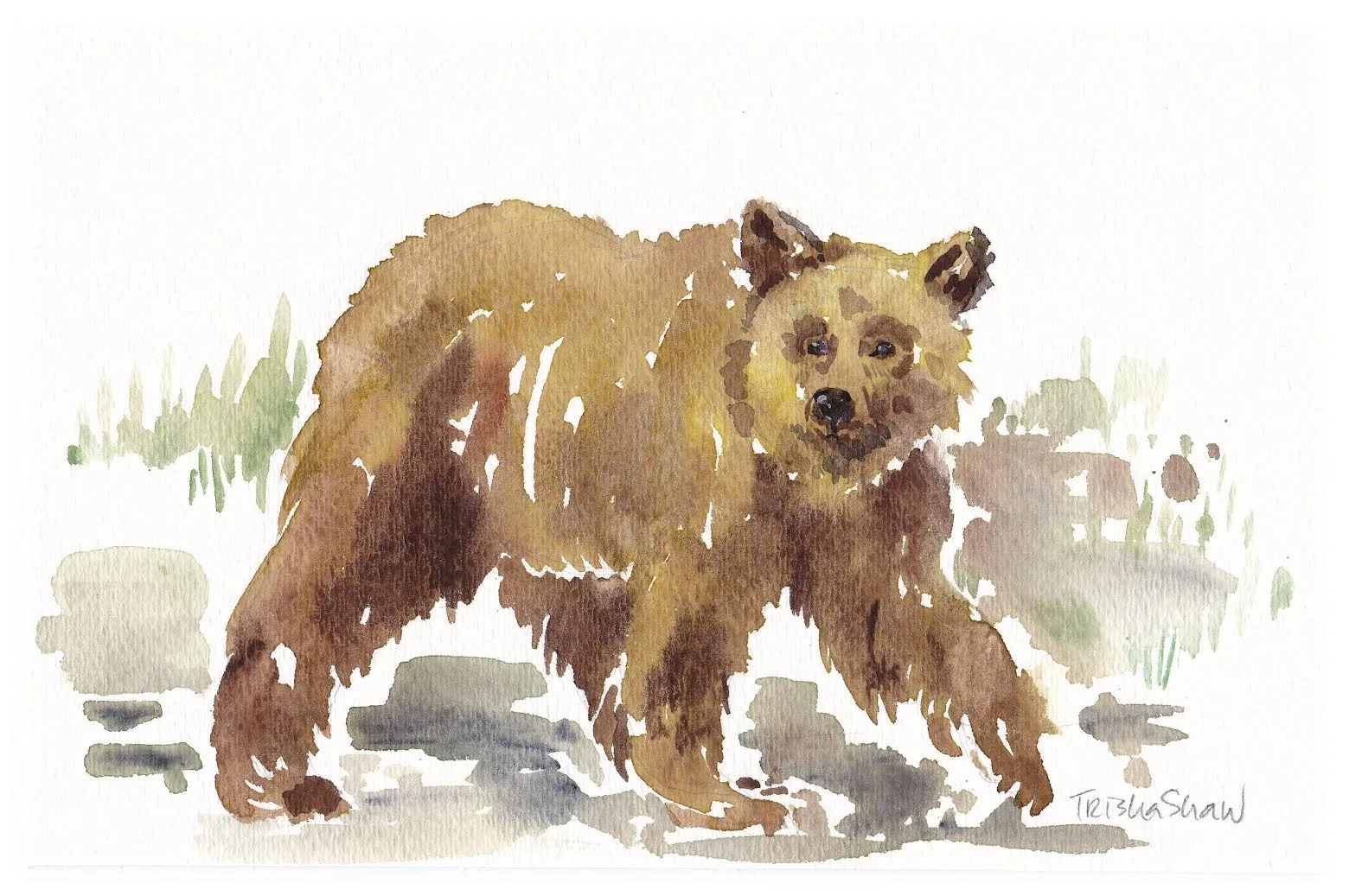 black bear.jpg