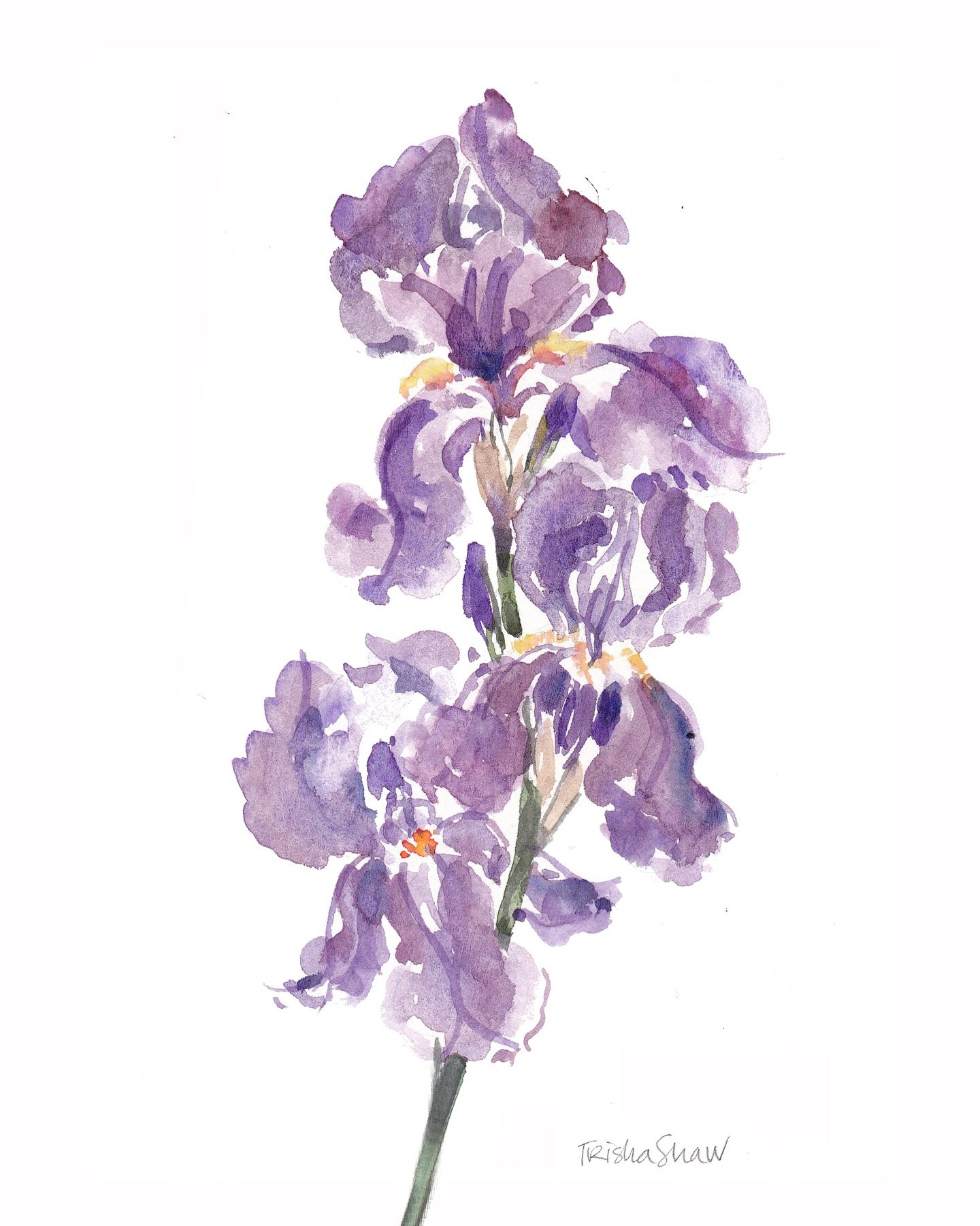 the fluttery, fleeting, &amp; romantic iris💜💜💜