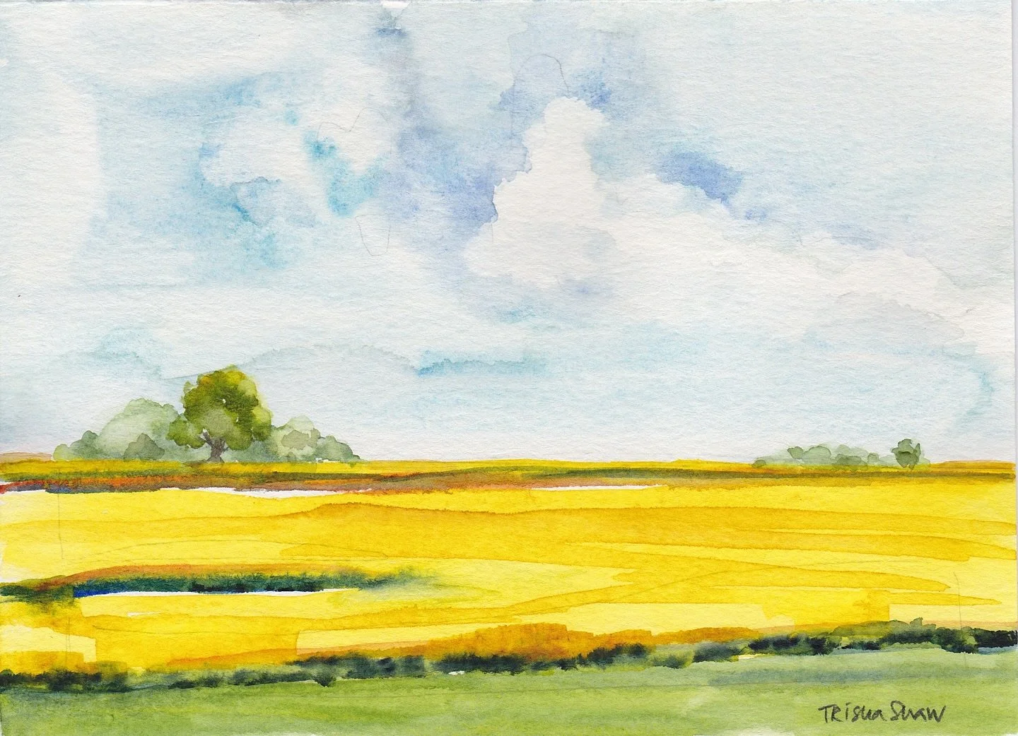 fields of gold💛
