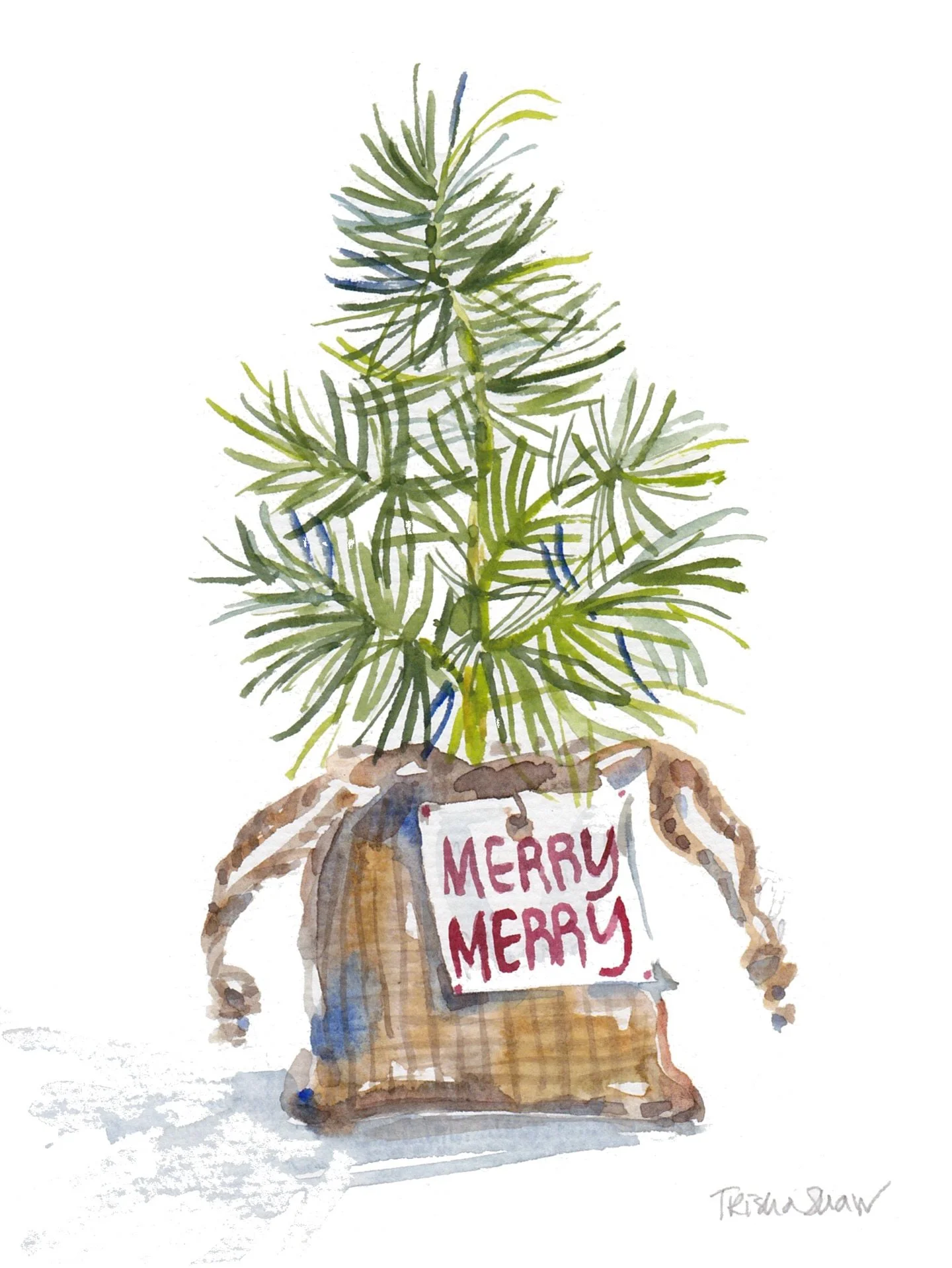 a good start to growth is a healthy seedling 💚🤗