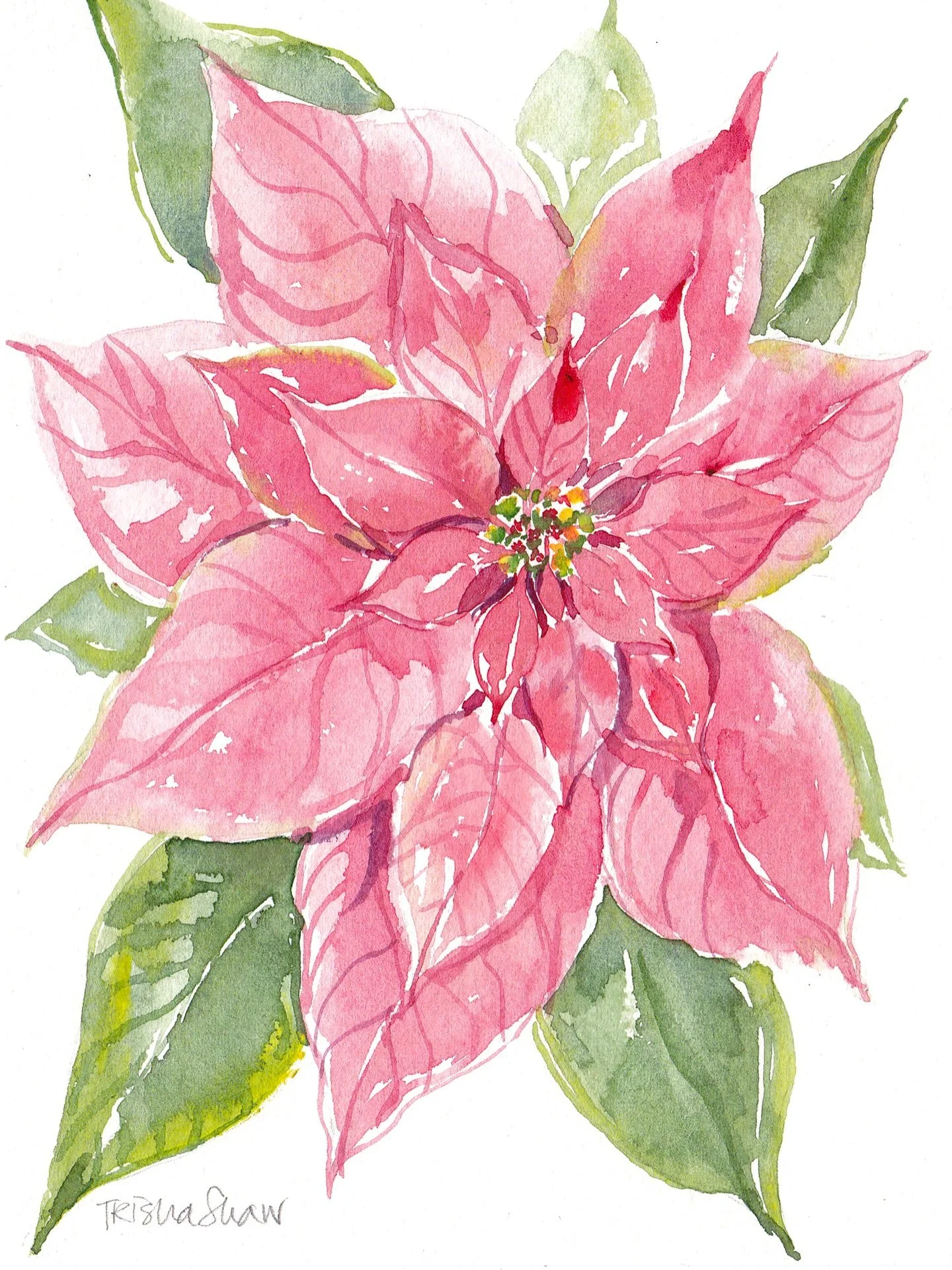 poinsettia in pink 💕💕