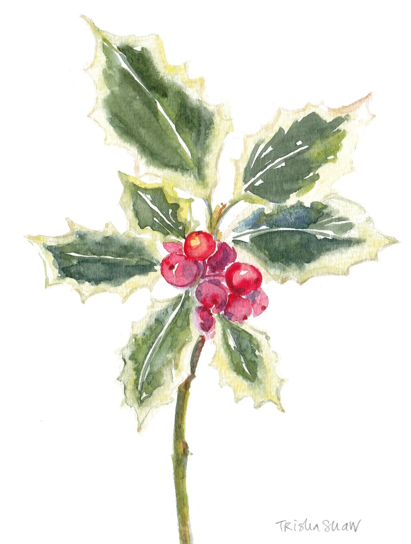 a soft take on a sprig of variegated holly. fa la la la la, la la la la! 🤶🎄❤️💚