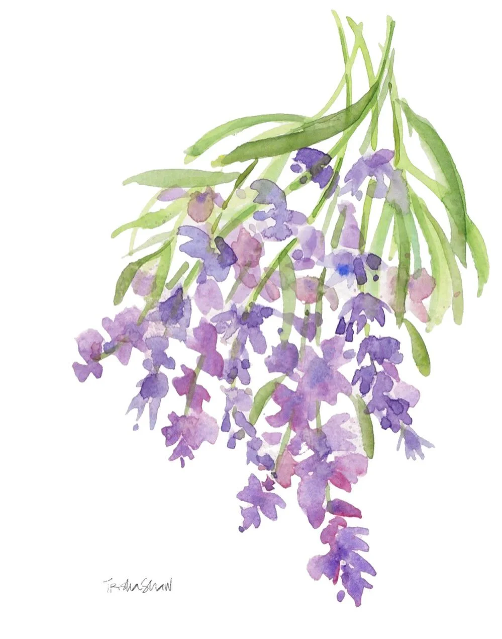 simple spray of blossoms + buds💜🌿