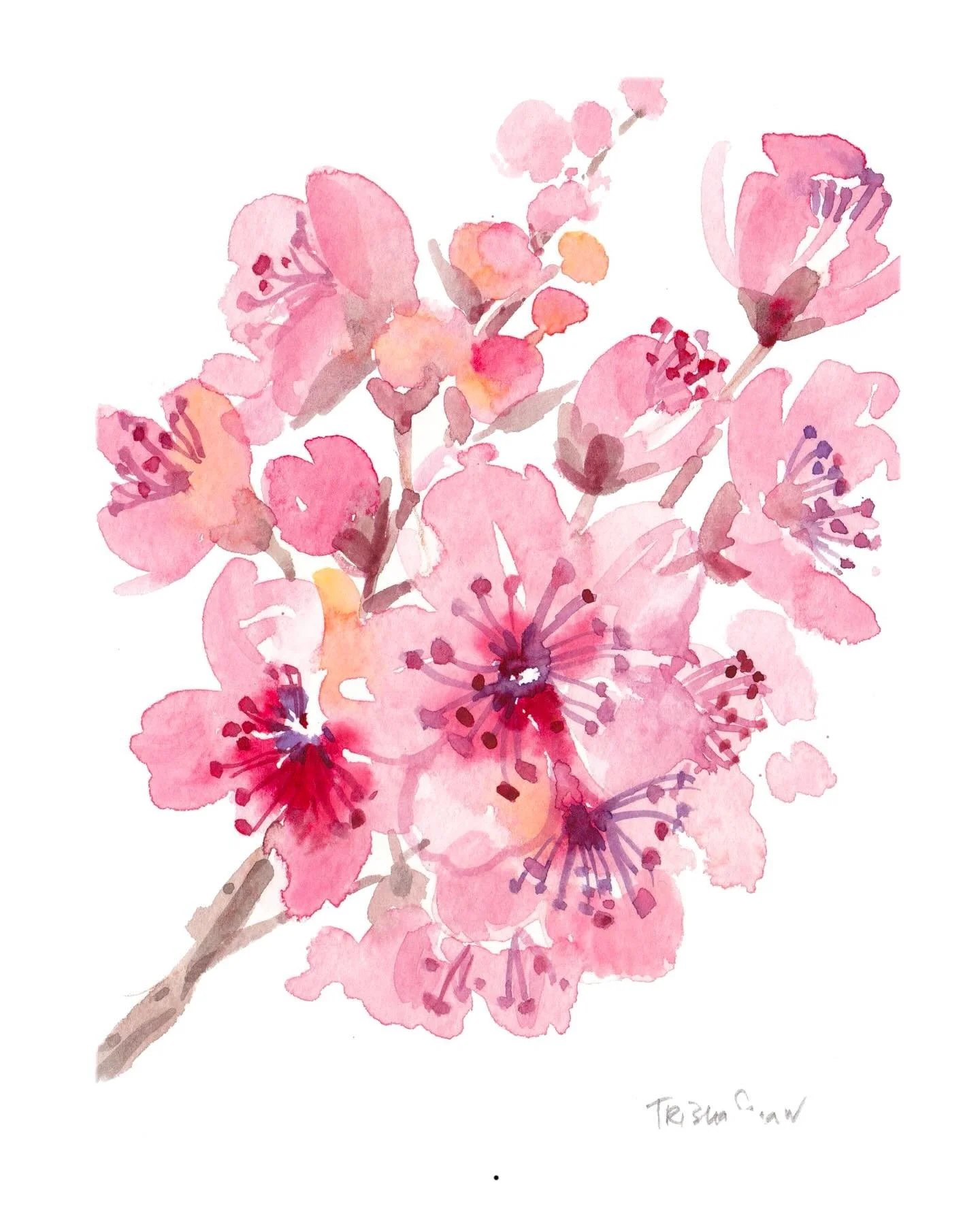 pink profusion 🌸🌸🌸🌸🌸