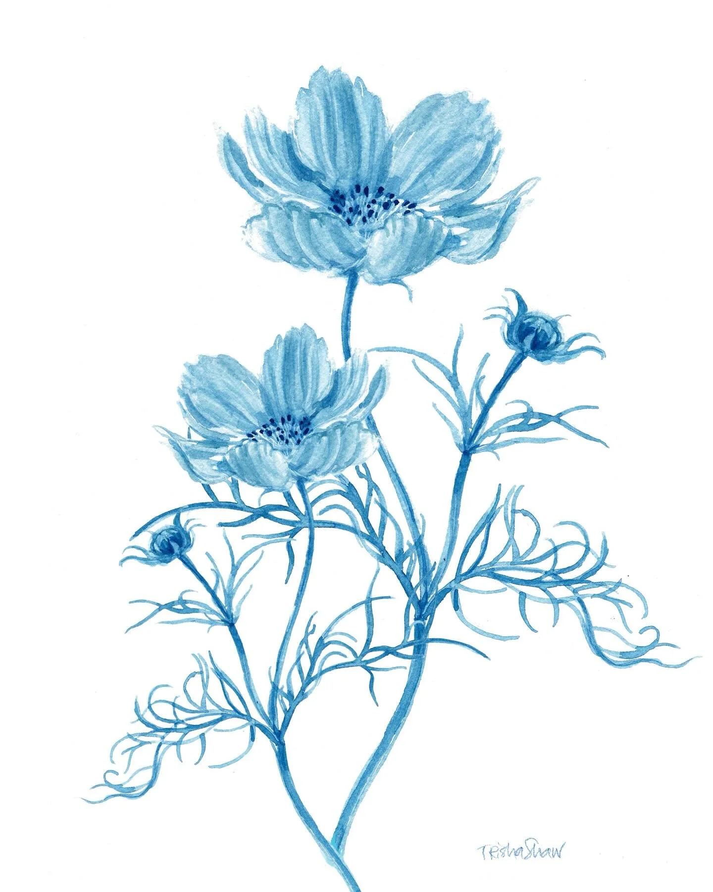 the delicate cosmos, here in blue💙