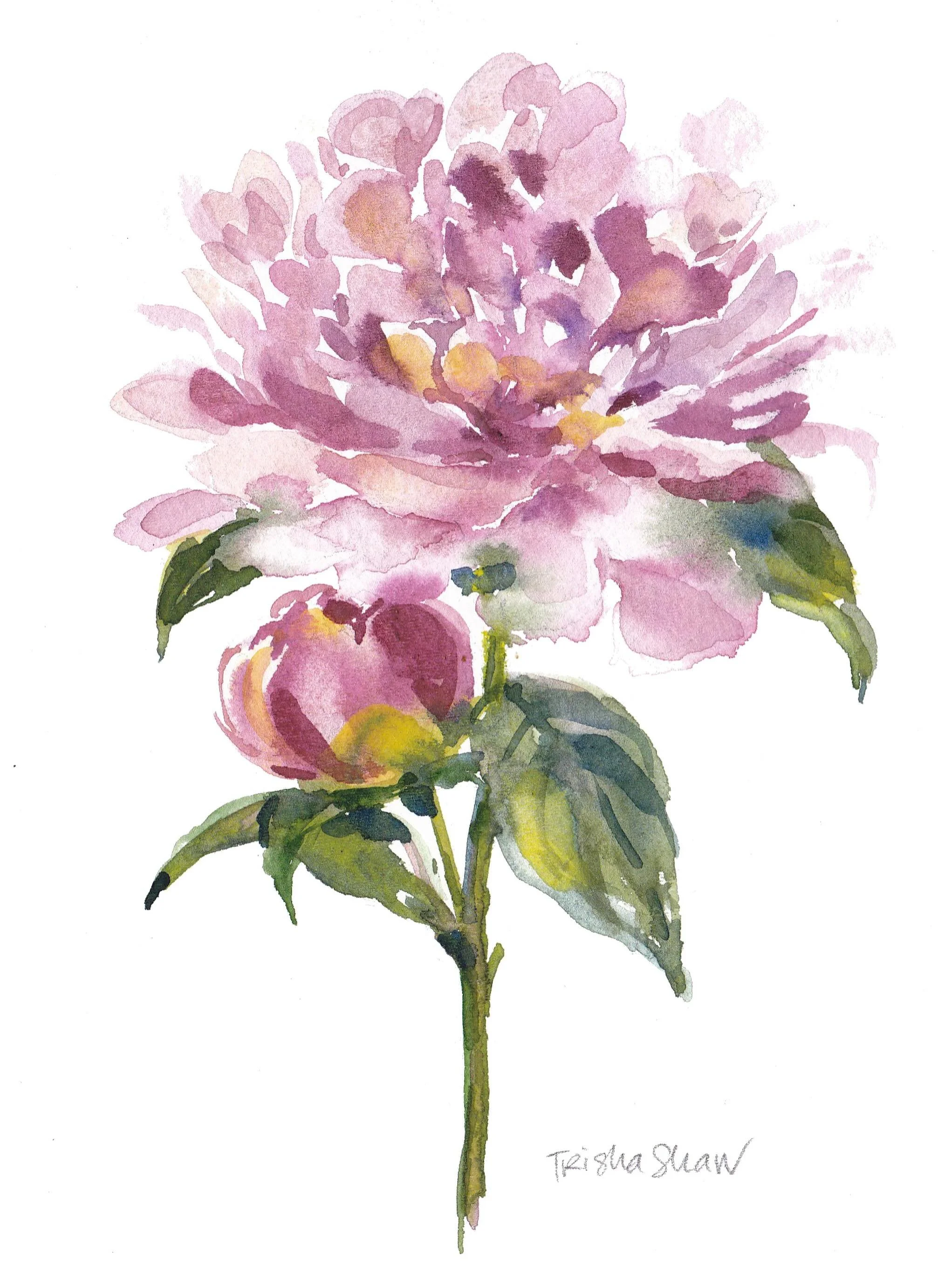 this is probably my fave pink peony- &amp; i do love them all 🌸💕🌸💕🌸💕
