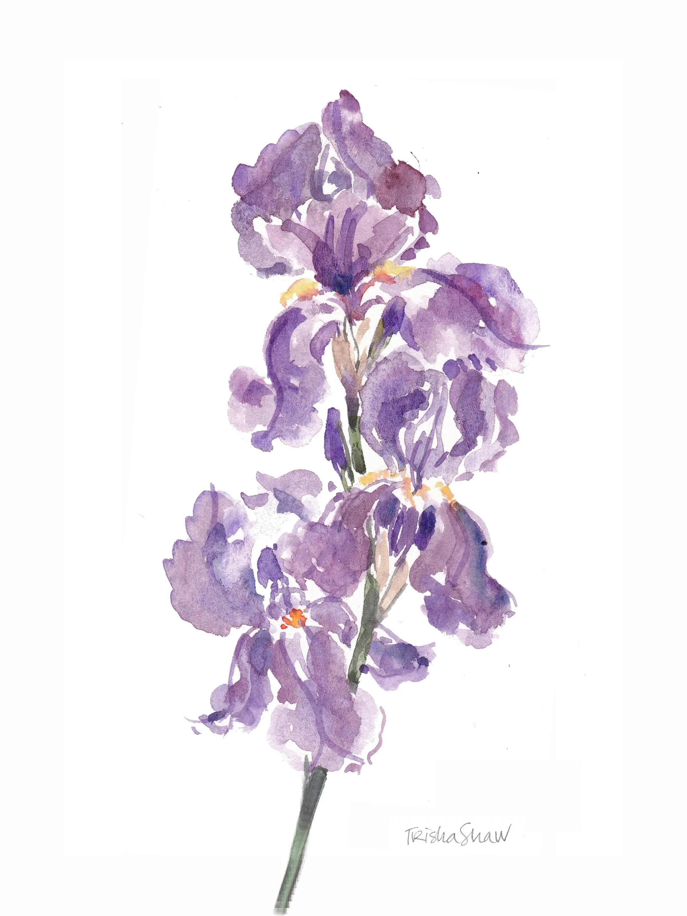 feminine + flowing, the lovely iris 💜💚💛