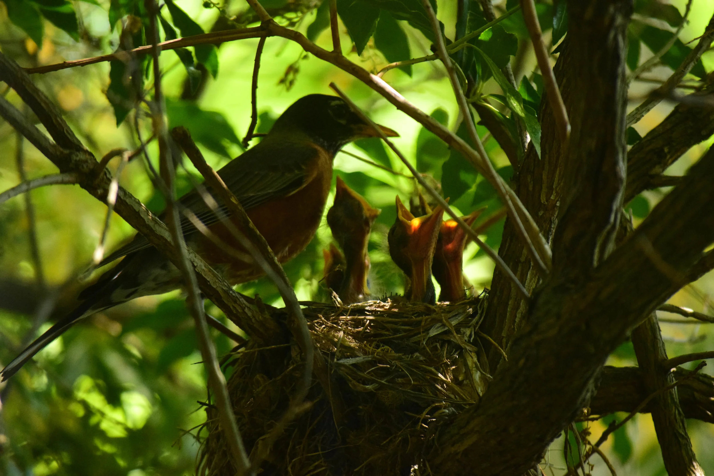 DSC_0210-55.jpg