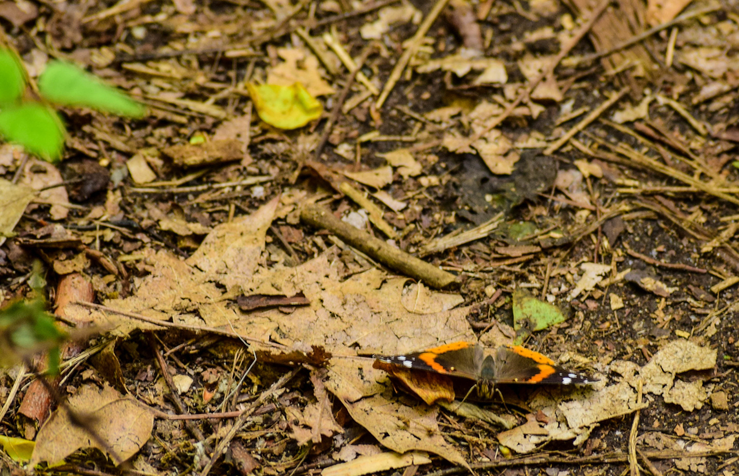DSC_0315-55.jpg