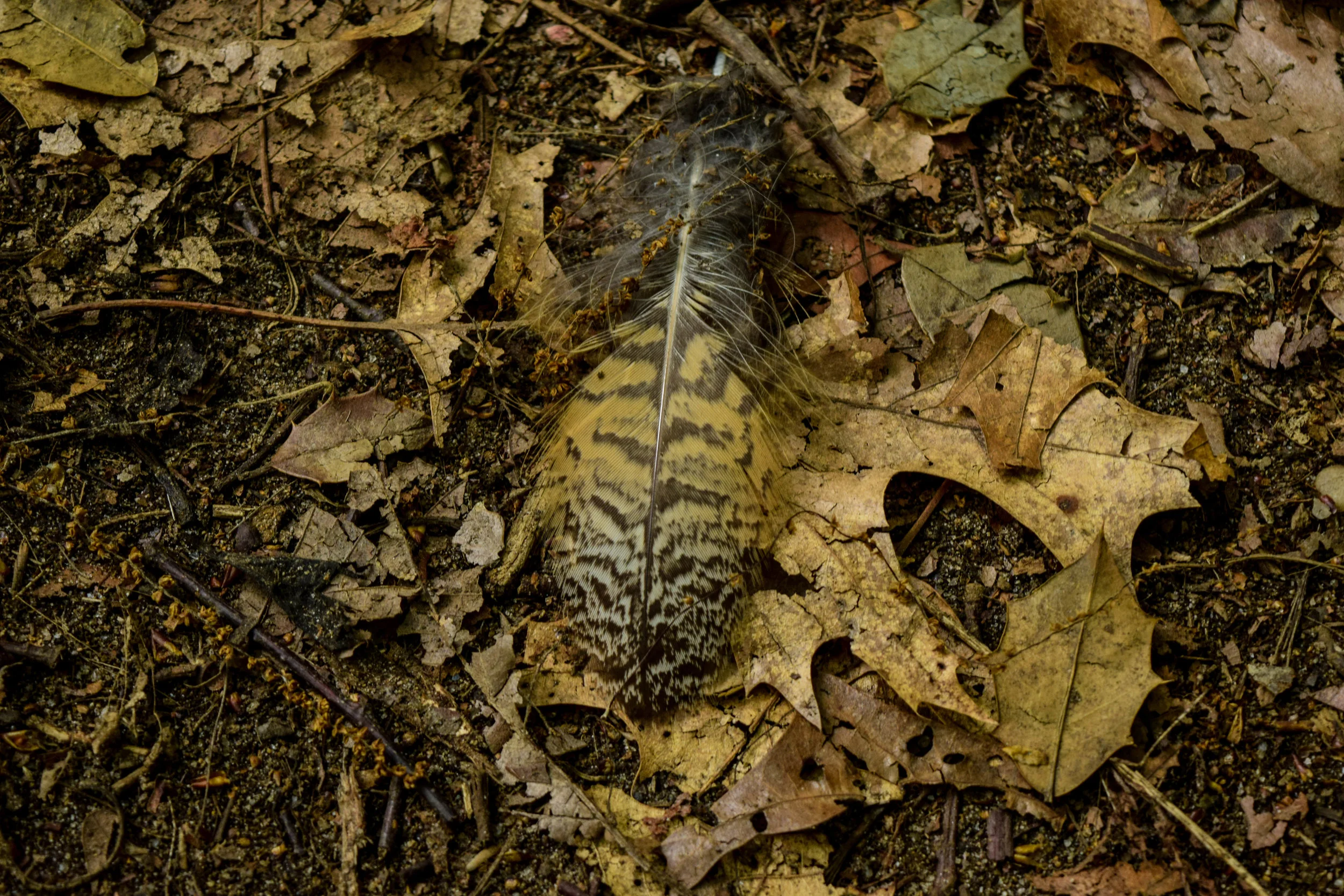 DSC_0291-55.jpg