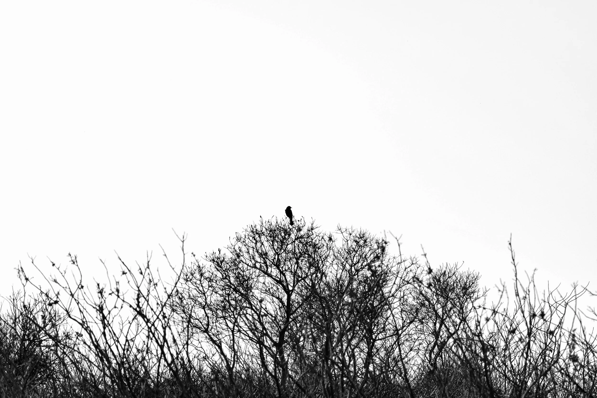 51e66a_dbb58fa5e4384409b86773eb54dd3986-5.jpg