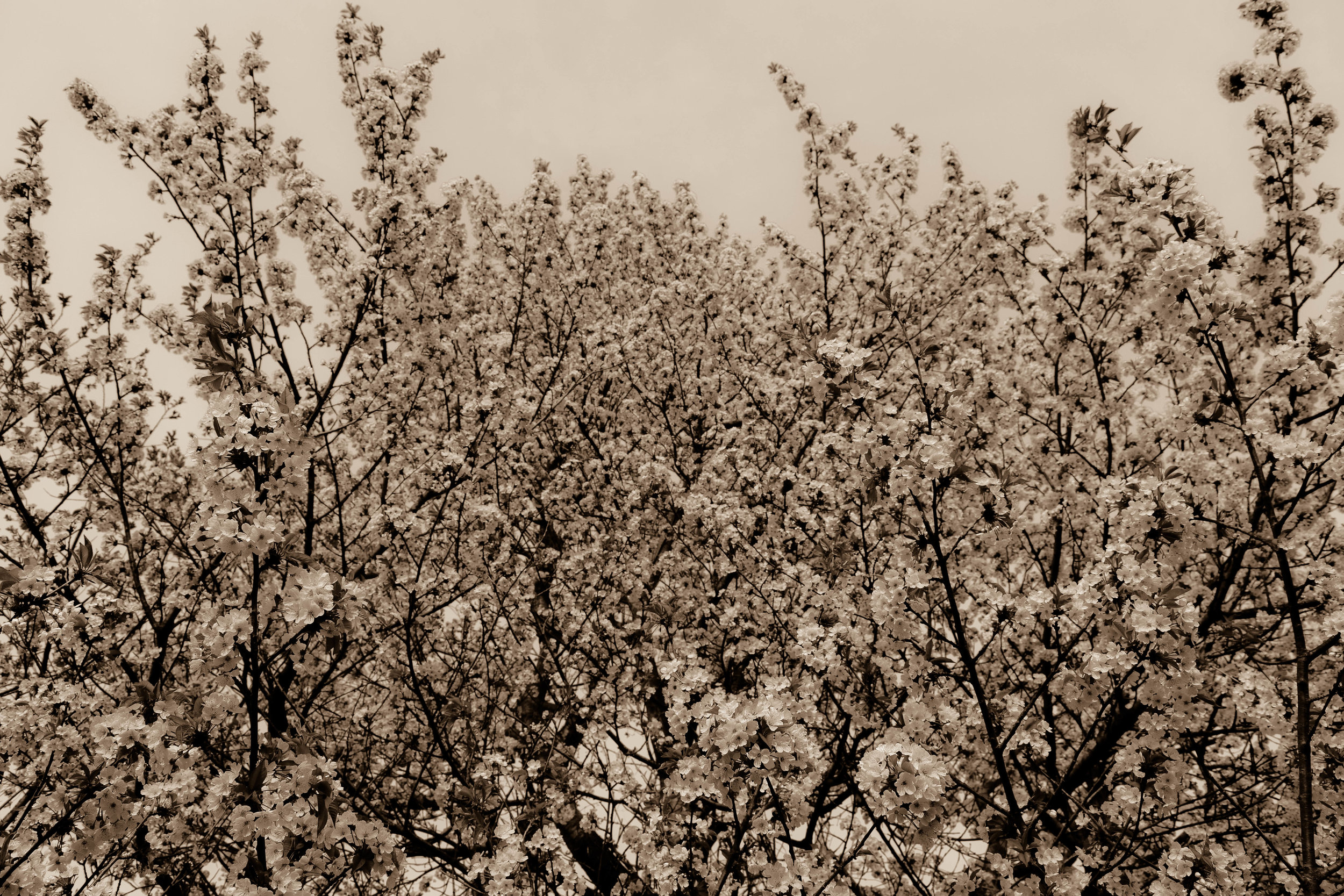DSC_0973-6.jpg