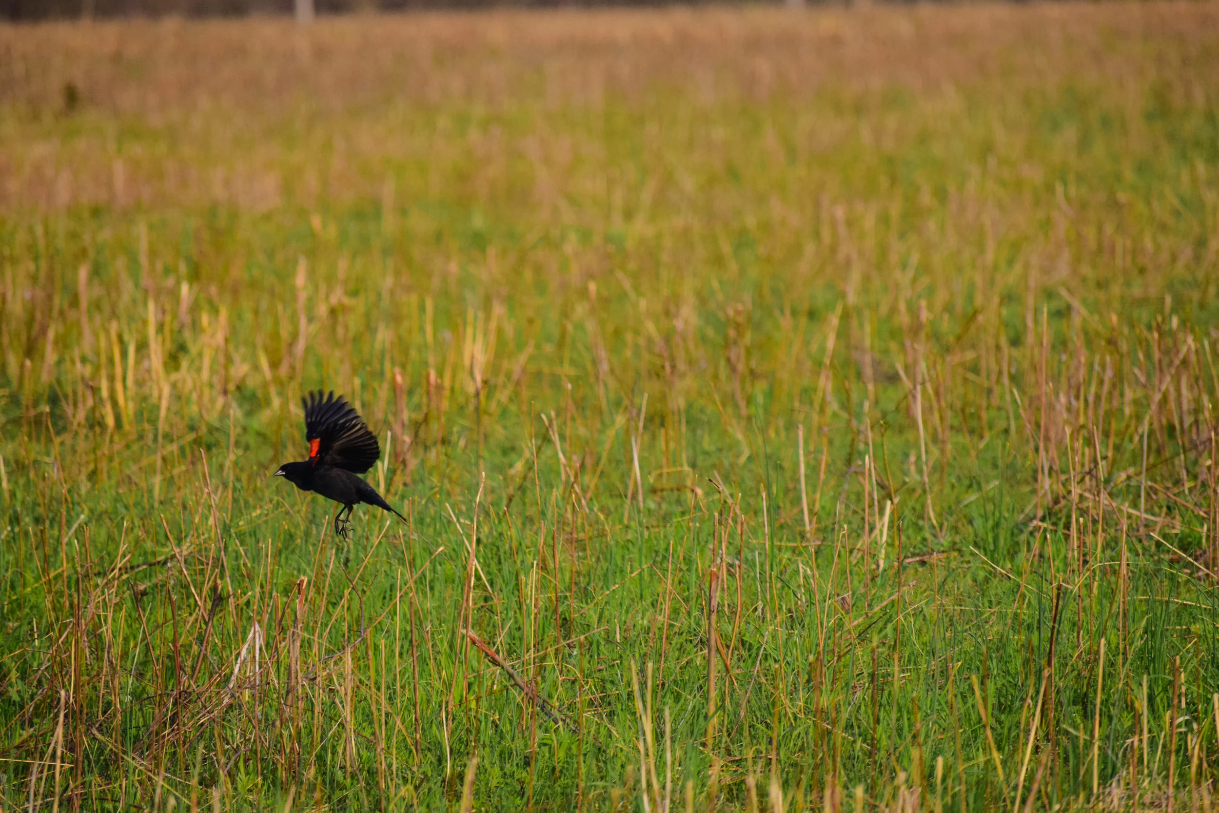 DSC_0943-6.jpg