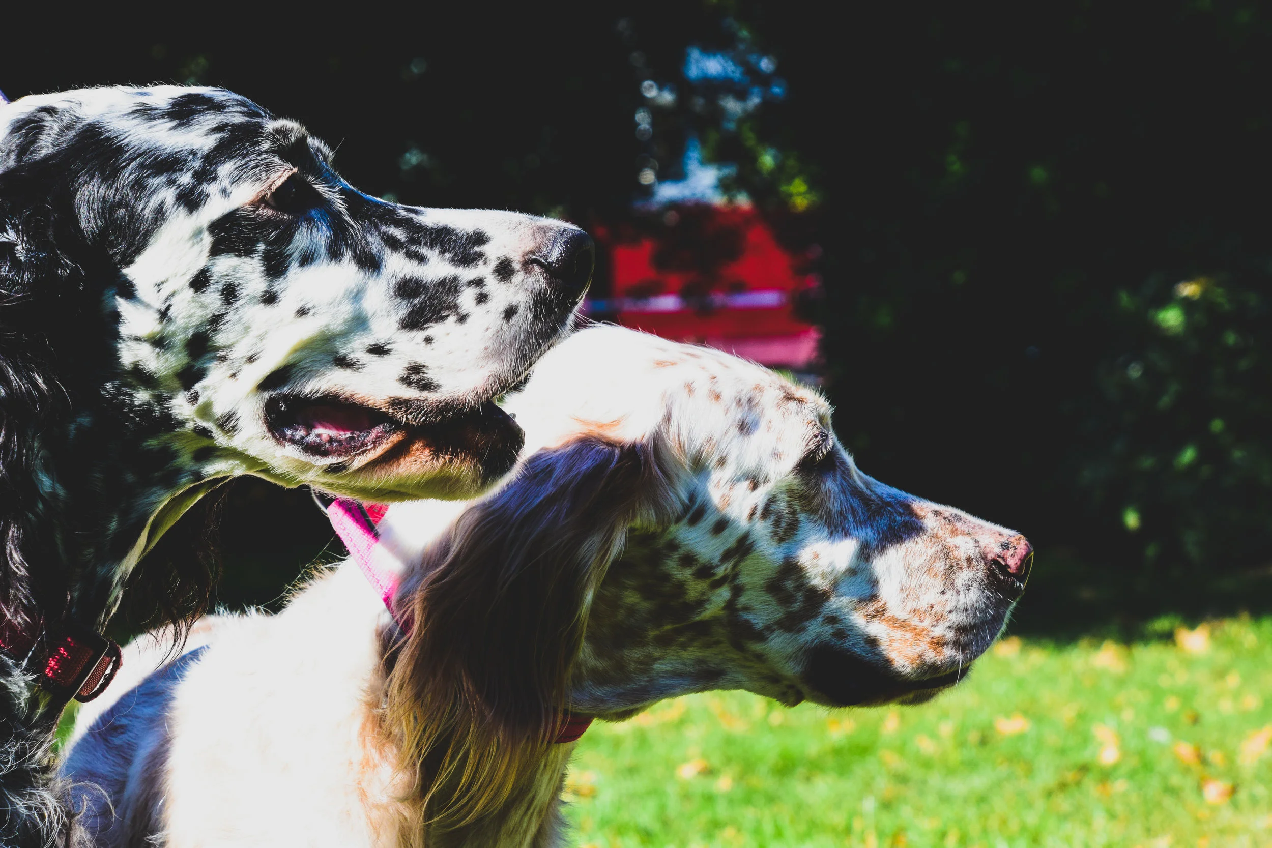 Photography for St.George's by-the-River Episcopal Church Pet Friendly Service