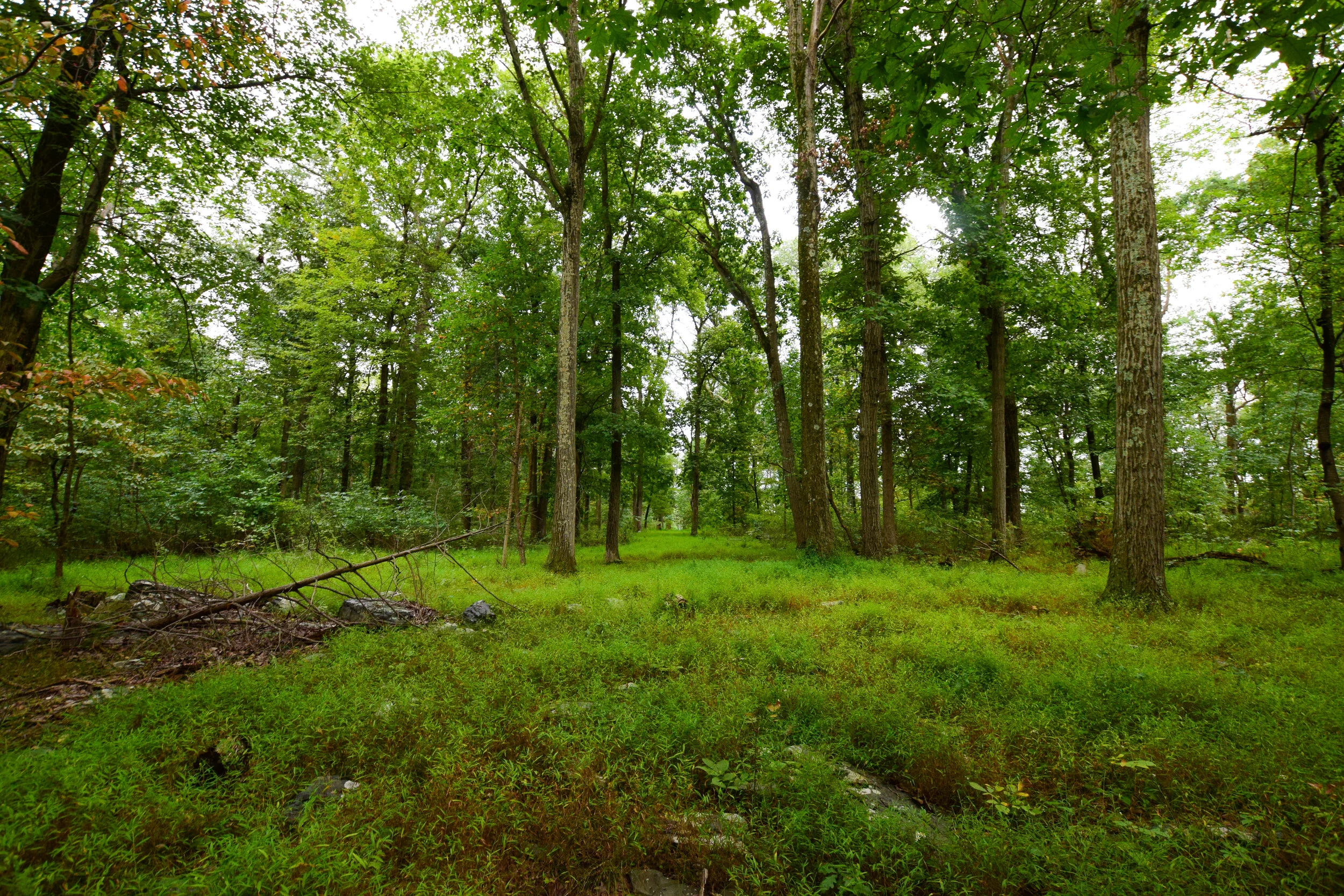DSC_0216.jpg