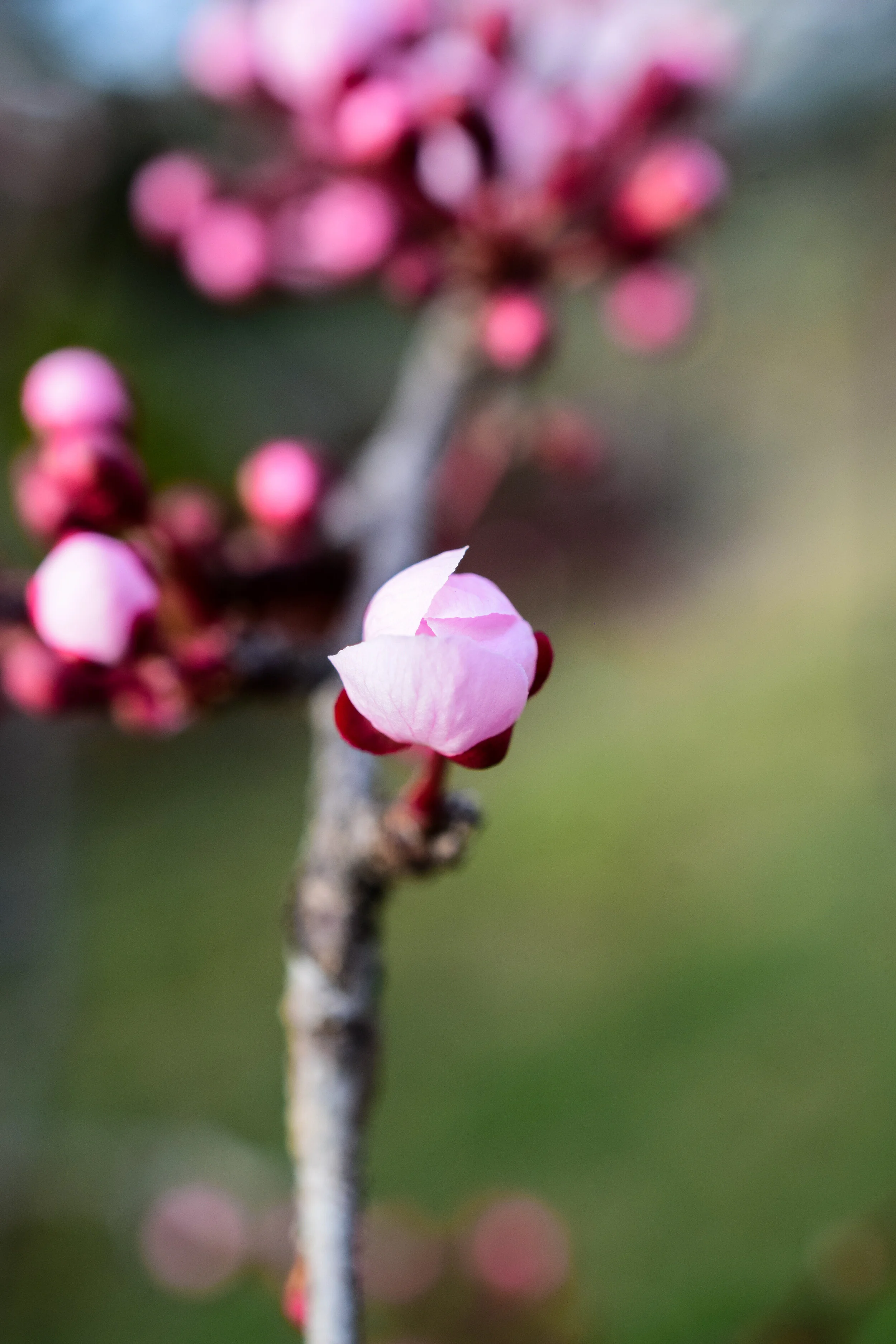 DSC_0498.jpg
