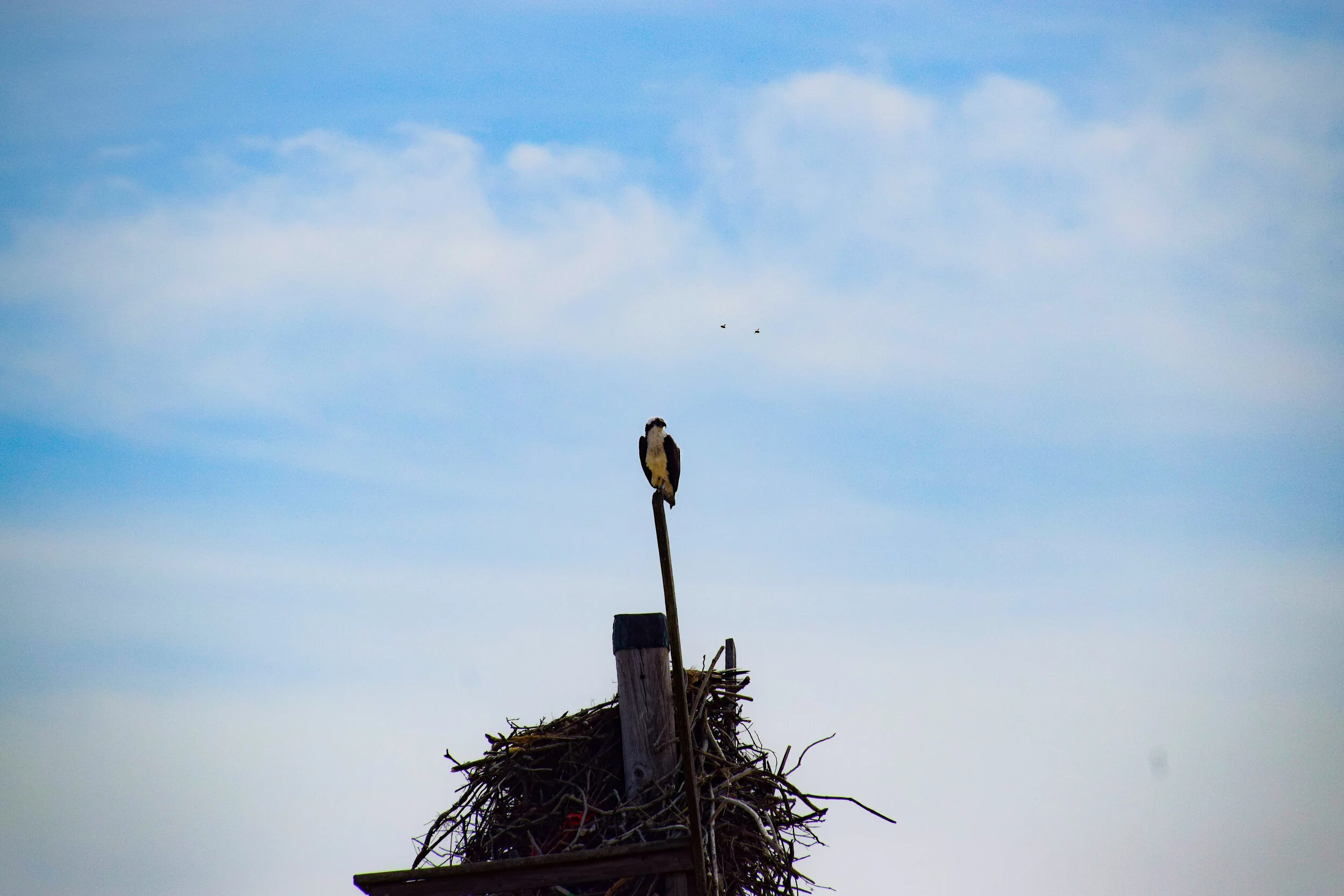 DSC_0010.jpg