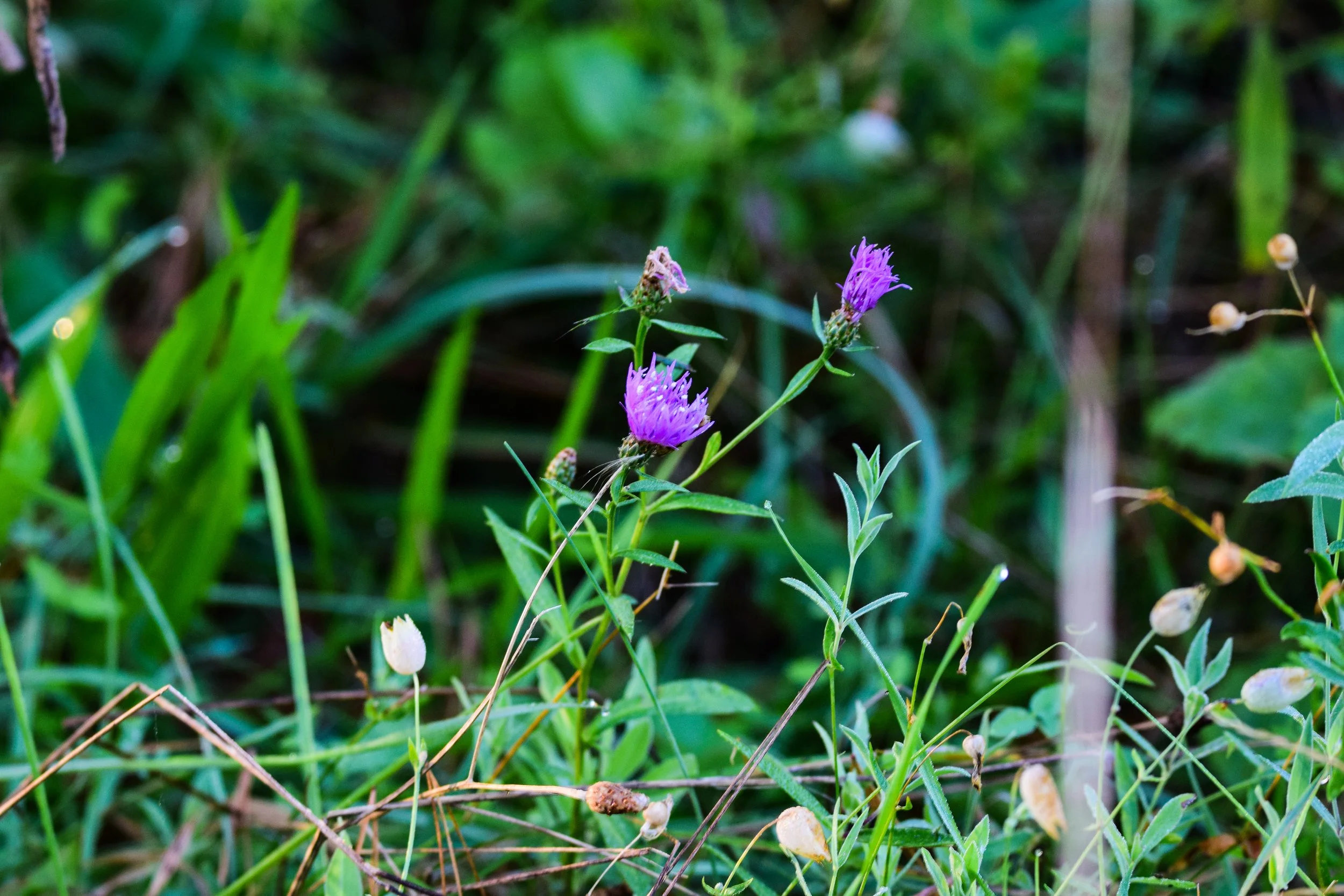 DSC_0104.jpg