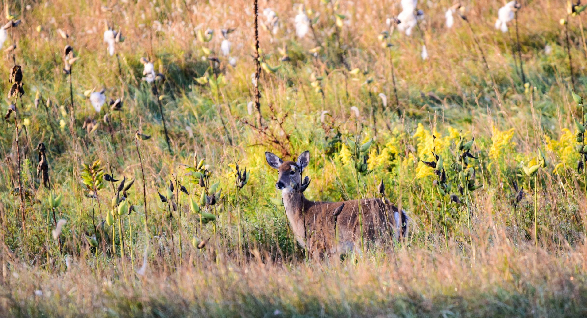 DSC_0147-2.jpg