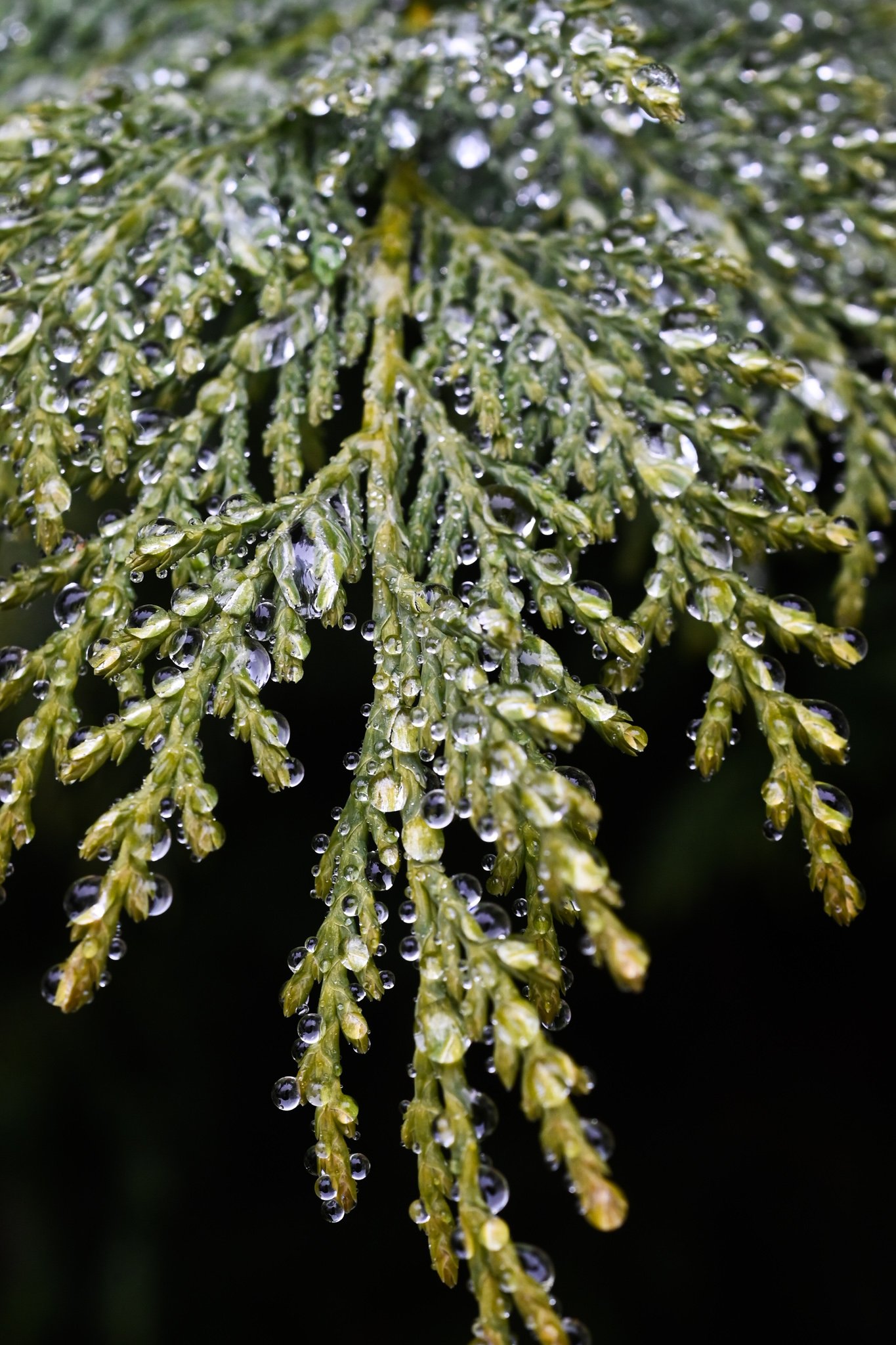 DSC_2698.jpg