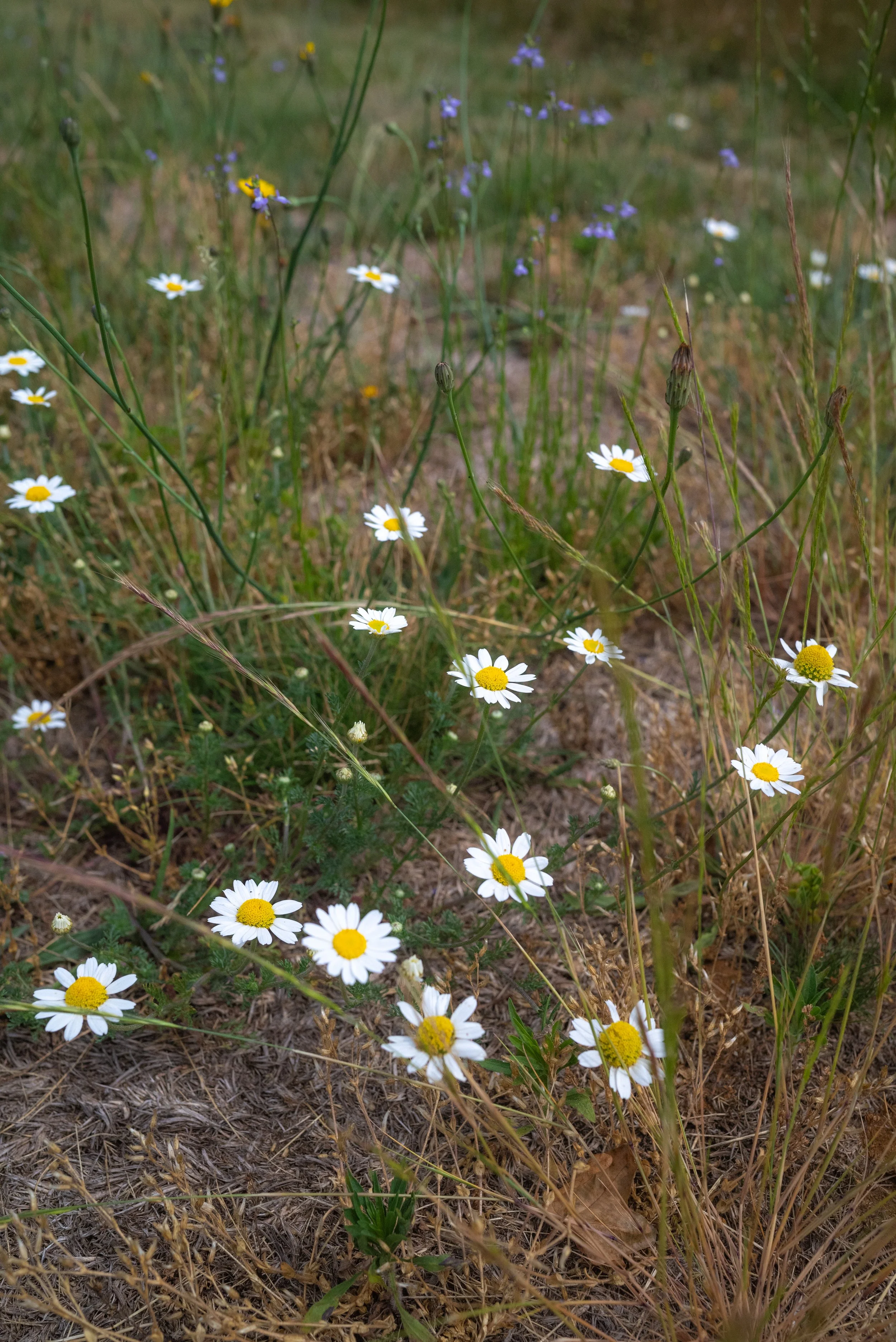 DSC_2199.jpg