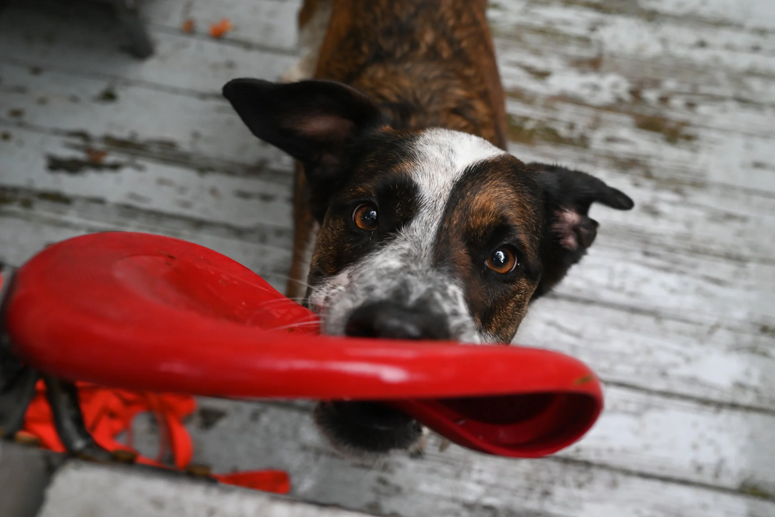 DSC_9487.jpg