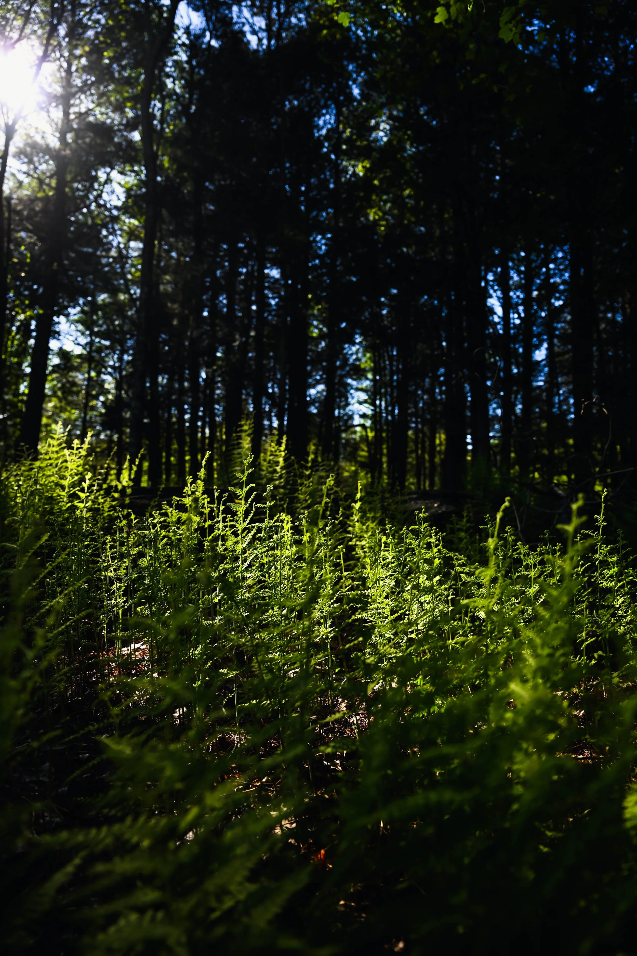 Catskills