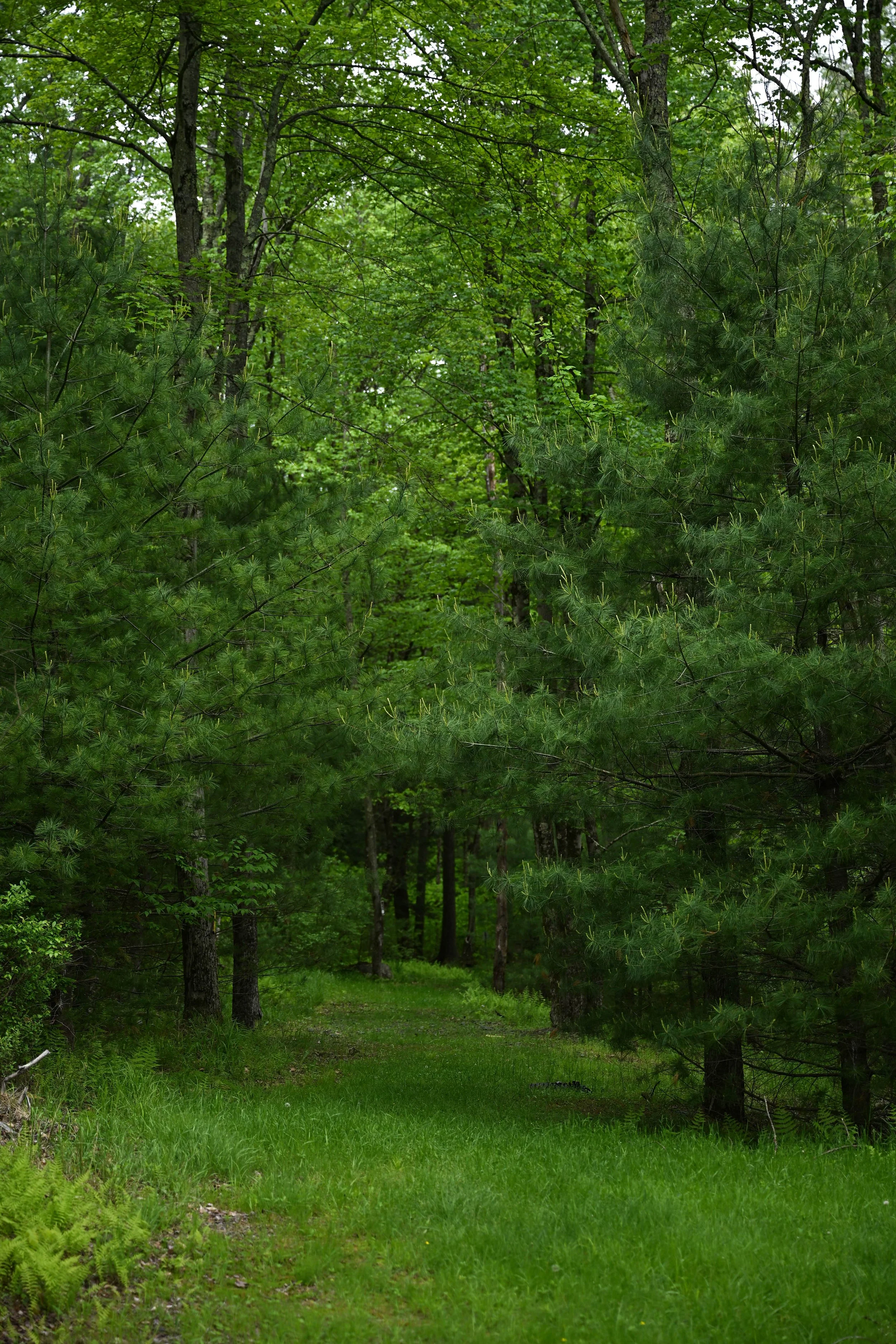 DSC_7231.jpg