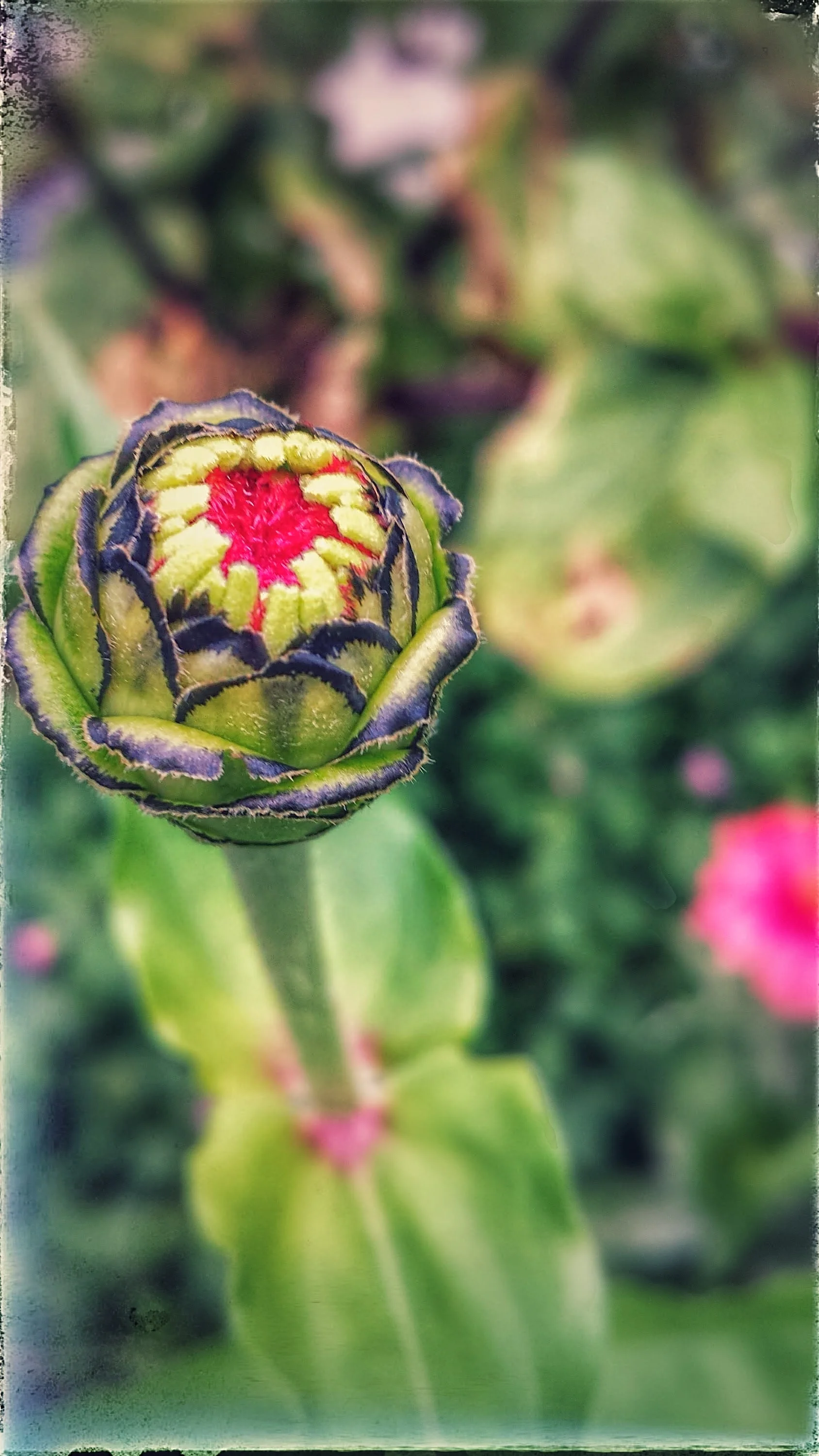 zinnia bud-EFFECTS.jpg