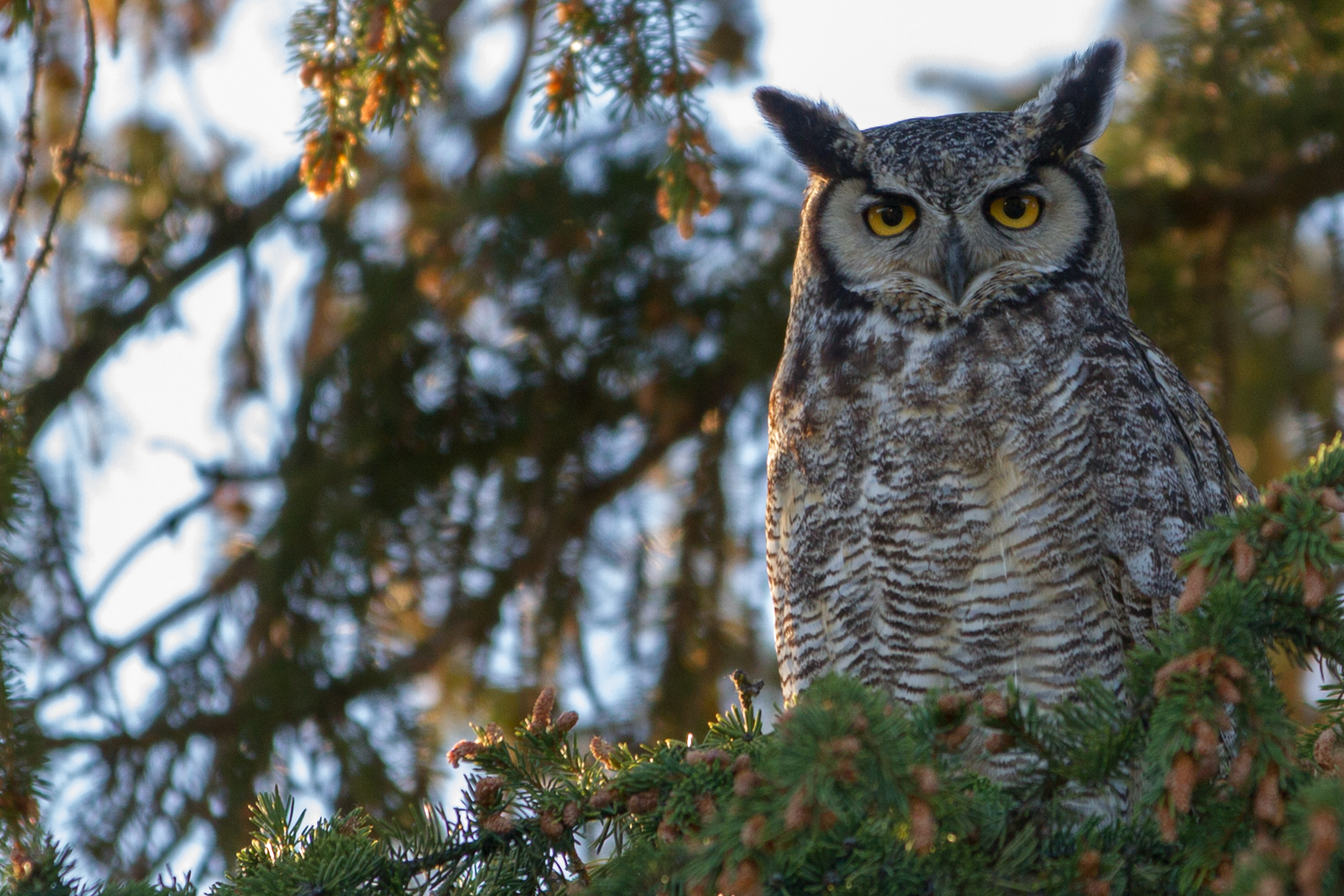 THOMPSON Owl at Rest 12x18 photograph $150.jpg